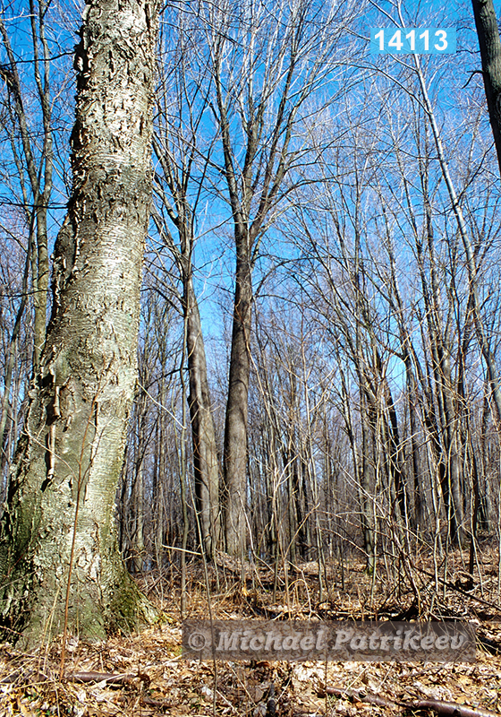 Yellow Birch (Betula alleghaniensis)